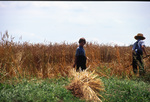 Amish boys threshing wheat by Dennis L. Hughes