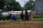 Amish family harvests lettuce by Dennis L. Hughes