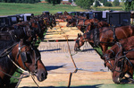 Amish buggies parked at mud sale by Dennis L. Hughes