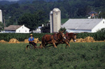 Amish man working in field with mules by Dennis L. Hughes