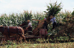 Amish family harvests corn by Dennis L. Hughes