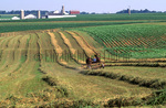 Amish boy raking hay by Dennis L. Hughes
