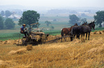 Amish farmer harvesting wheat by Dennis L. Hughes