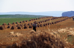Amish boy in wheat field by Dennis L. Hughes