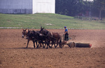 Amish woman discing in field by Dennis L. Hughes