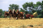 Amish woman baling hay by Dennis L. Hughes