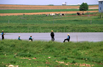 Amish boys fishing near cows in field by Dennis L. Hughes