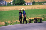 Amish boys pull wagon by Dennis L. Hughes