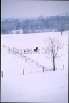 Amish group walking through snow by Dennis L. Hughes