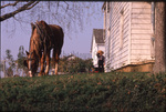 Horses grazing by Dennis L. Hughes